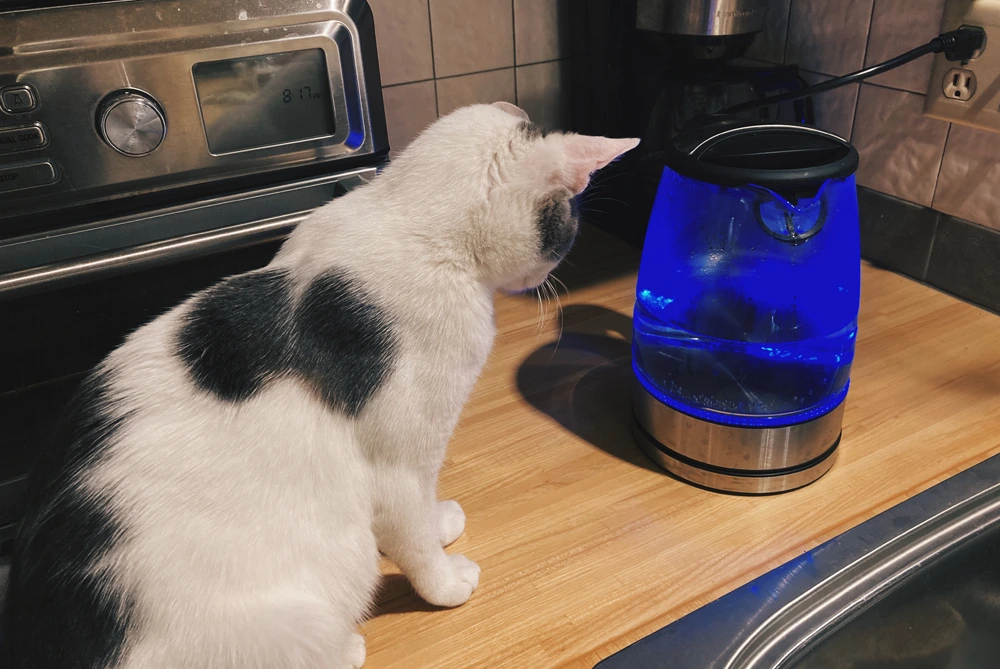 picasso staring at an electric kettle